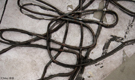 Sculpture in situ
